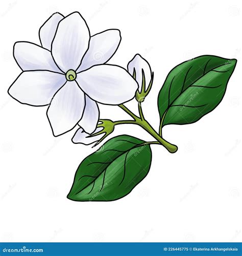 Flor De Desenho Da Jasmim Arábica Isolada Em Fundo Branco Ilustração ...