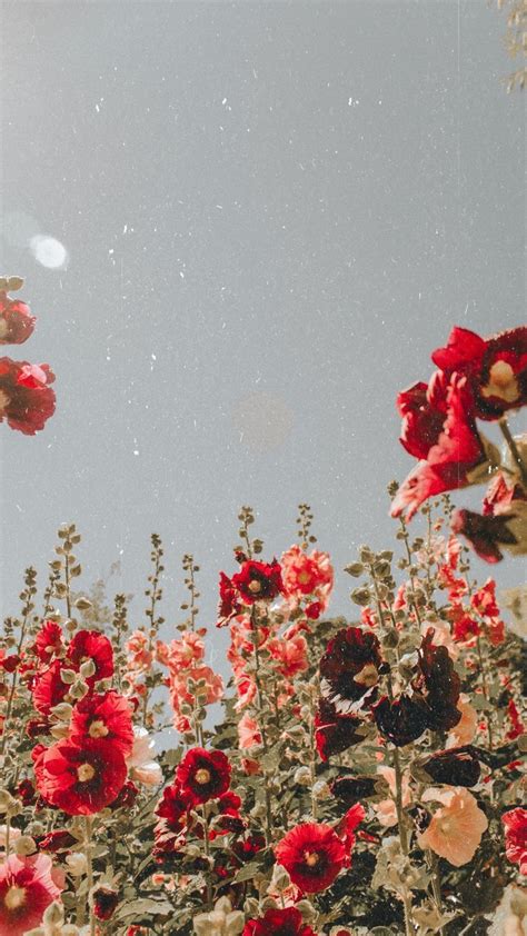 √ Aesthetic Red Flowers