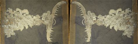 Top 81+ imagen anomalocaris fossil - Abzlocal.mx