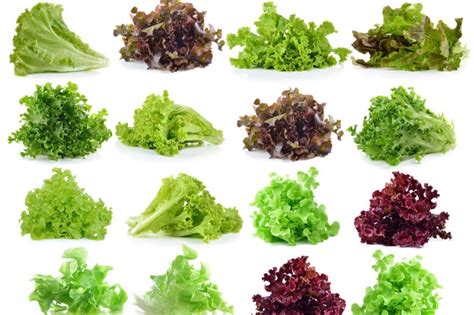 Leaf Lettuce Types » A Wealth Of Tasty Choices