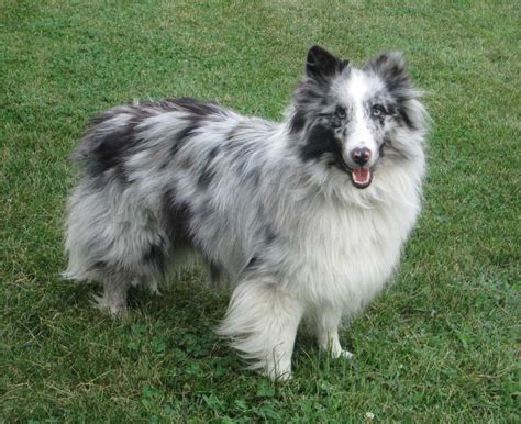 CISR - Sheltie Colors