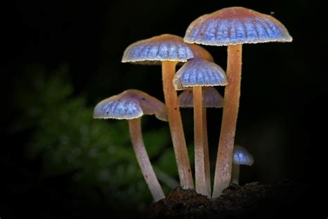 Could glowing fungi light our world? - OutwardOn.com