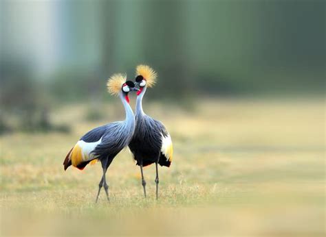 The Grey Crowned Crane | Uganda’s national bird | Uganda Birding