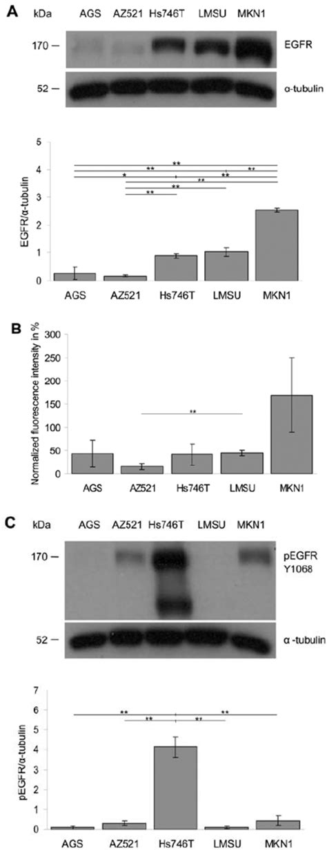 EGFR expression, localization and activation in gastric cancer cell ...