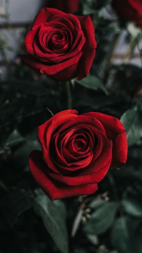 Rose Flower - Group HD phone wallpaper | Pxfuel