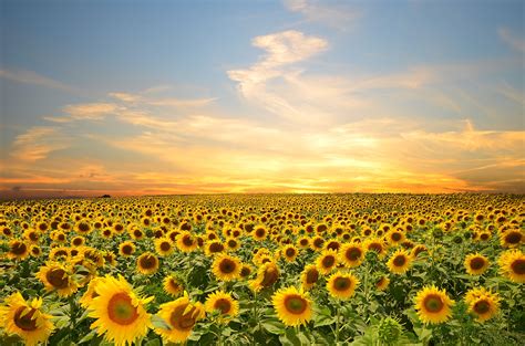 🔥 Download Sunflowers Flowers Sunset Sky Splendor Petals Nature Field ...