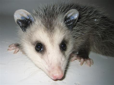 Opossum Baby