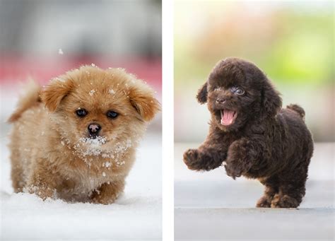 Tiny Toy Breeds Puppies | Wow Blog