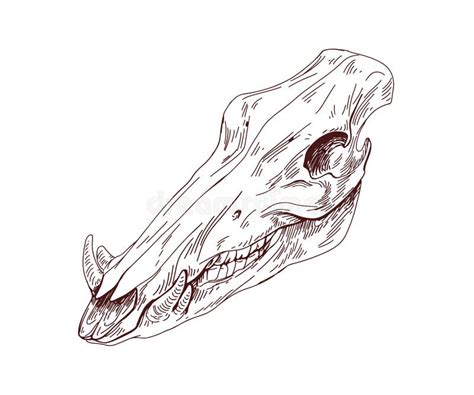 Animal Skull. Head Bone with Teeth. Detailed Outlined Anatomy Drawing ...