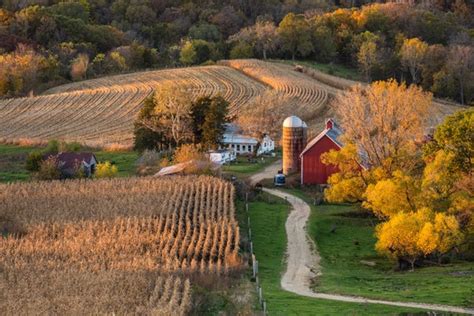 Corn Fields Harvest