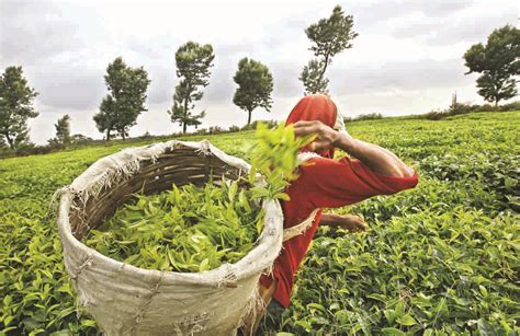 COVID Situation In Assam Tea Gardens: Gauhati High Court Seeks Response ...