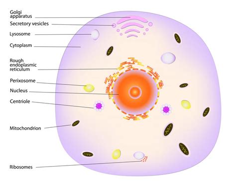 What is a Lysosome? (with pictures)