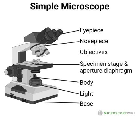 Parts of the Microscope (Labeled Diagrams) - Simple and Compound Microscope