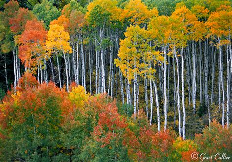 Aspen Trees, Fall Colors, Autumn, McClure Pass, Colorado, Photography