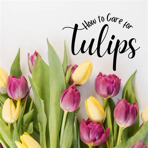 How to Care for Tulips - Dengarden