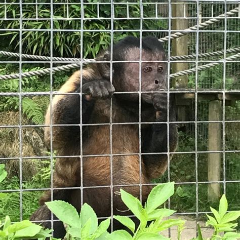 The Monkey Sanctuary - Zoo in Looe