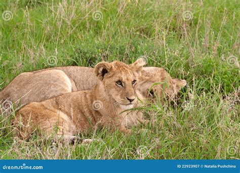 Two Lion Cubs Lying in African Savannah Stock Image - Image of hair ...