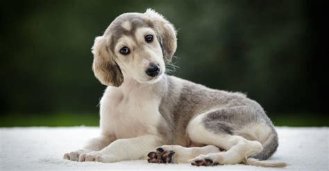 Saluki vs Borzoi: 5 Key Differences - A-Z Animals