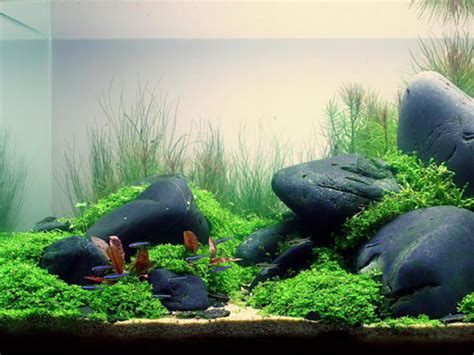 How To Get Rid Of Algae In Fish Tank Naturally? - Aquariumia