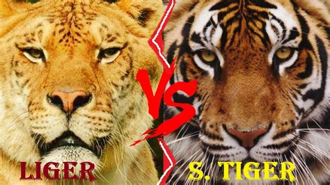 Liger VS Tiger - Liger VS Siberian Tiger Who Would Win - YouTube