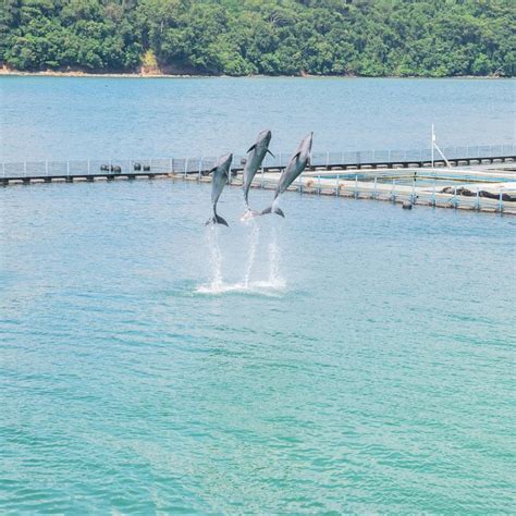 Swim with Dolphins and Sea Lions at Ocean Adventure Subic: Entrance ...