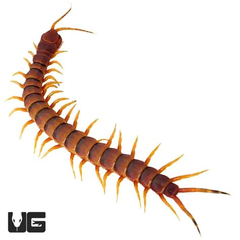 Peruvian Yellow Leg Centipede - Underground Reptiles