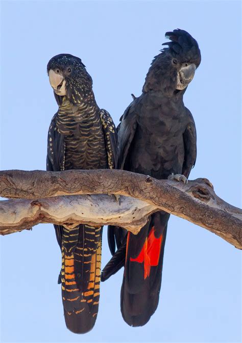 Red Tailed Black Cockatoo Price, Billabong Sanctuary Australian Native ...