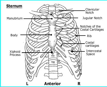 Anatomy of the Bones