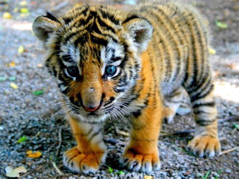 🔥 A Bengal Tiger cub 🔥 : r/NatureIsFuckingLit