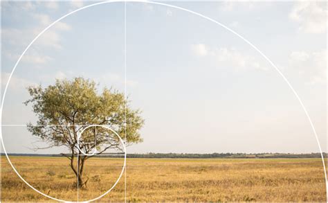 How to Use the Fibonacci Spiral for Better Compositions