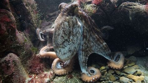 Octopus – Spirit Animal, Totem, Symbolism and Meaning