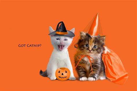 Cute Cat Halloween Wallpaper - WallpaperSafari