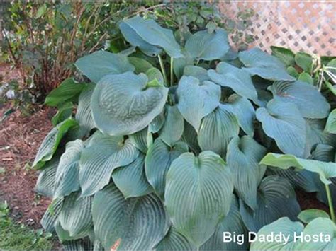 Sun Tolerant Hostas - Favorite Perennials