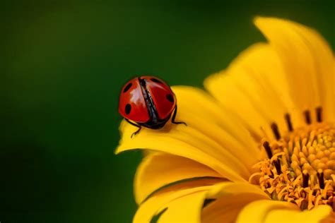 Ladybug on a sunflower Digital Art by Angela Boyko - Fine Art America