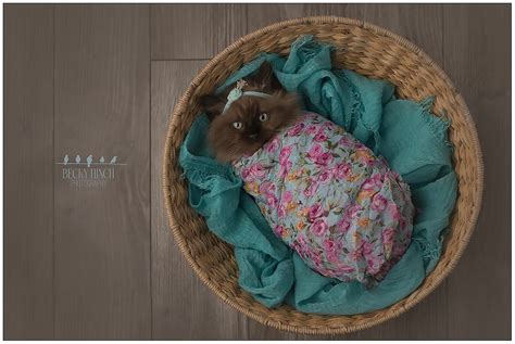 Gallery – Royal Ragdoll