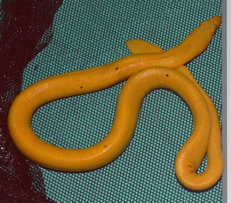 Marine Biologists Discover New Subspecies of Yellow-Bellied Sea Snake ...