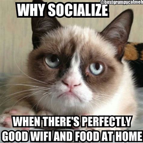 16 of the Best Grumpy Cat Memes - Catster