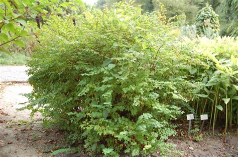 Symphoricarpos orbiculatus (Buckbrush, Coralberry, Indian Currant ...