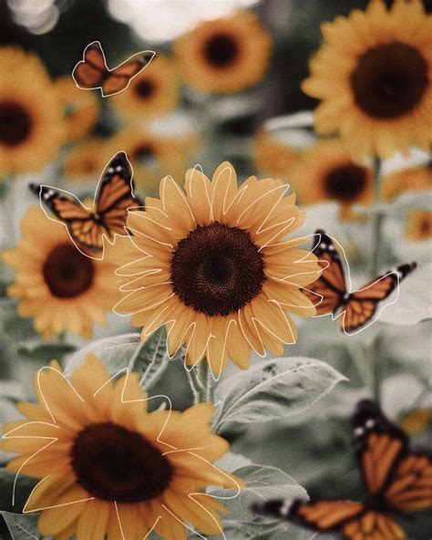 Sunflower 🌻 | Yellow aesthetic pastel, Iphone wallpaper yellow ...