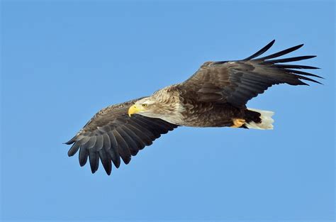 A white-tailed eagle in flight (3) | A white-tailed eagle (H… | Flickr