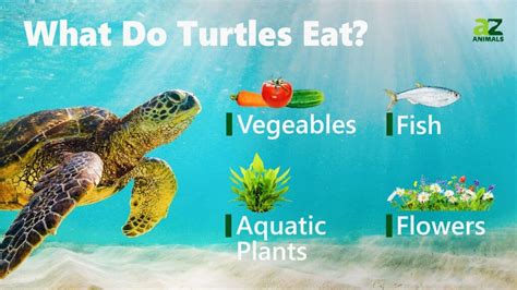 What Do Turtles Eat? - A-Z Animals