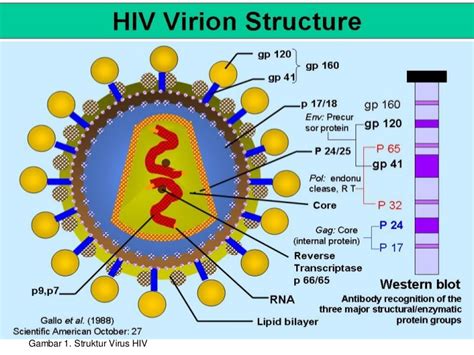 Peranan Virus yang Merugikan Bagi Kehidupan - Biologi Edukasi: Belajar ...