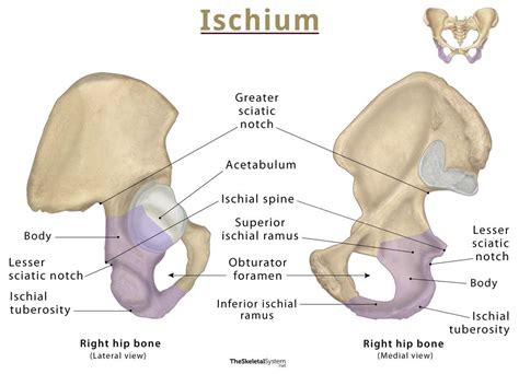 Ischium – Anatomy, Location, Functions, & Diagram