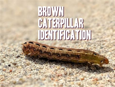 Orange Caterpillar Identification Chart