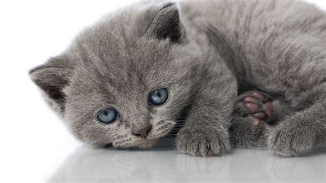 cat, Kitten, Gray, Blue, Eyes Wallpapers HD / Desktop and Mobile ...