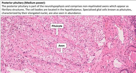 Posterior Pituitary Gland Histology