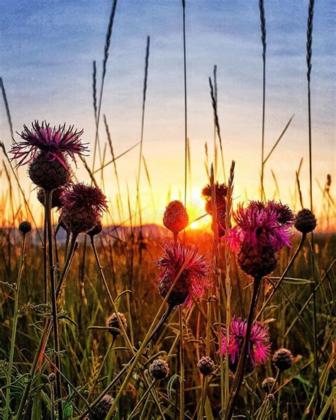 Pink Flowers with Sunrise in Spring Stock Image - Image of pinkflower ...