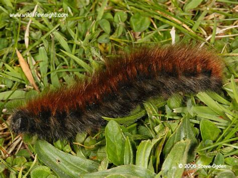 Fox moth caterpillar and moth Macrothylacia rubi