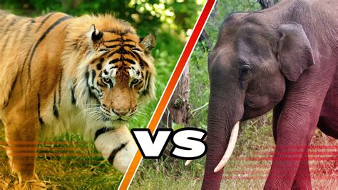 Elephant Vs Tiger Fight