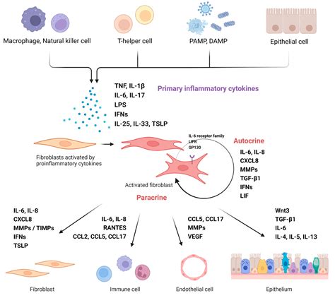 IJMS | Free Full-Text | Role of Nasal Fibroblasts in Airway Remodeling ...